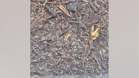 Graupel falls in Buchanan despite warm surface temperatures