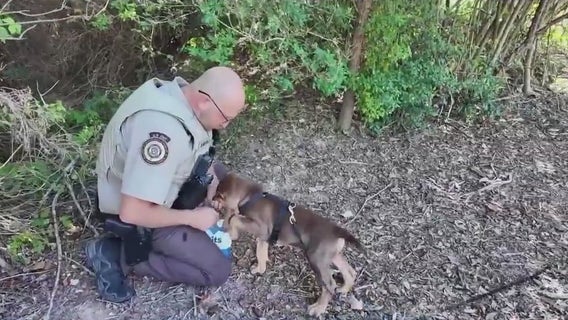 Watson the Bloodhound begins training in Fayette County