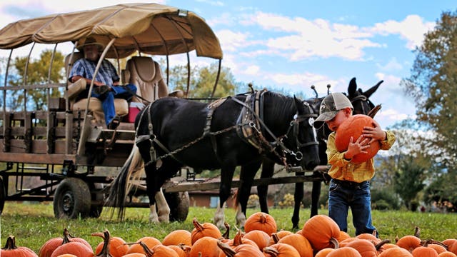 Fall Festivals, Farm Fun, Forests, Falls & Music in the Mountains