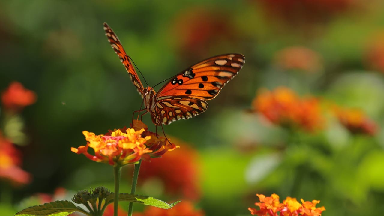 Why Monarchs are staying in the south, and how you can help