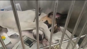 DeKalb, Fulton animal shelters near capacity, urge adoptions to prevent euthanasia