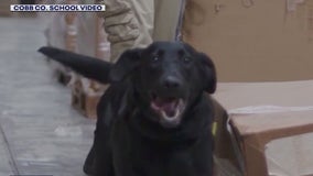 More K9s that can sniff out weapons are coming to Cobb County Schools 