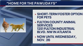 Fulton County seeks holiday dog fosters through Nov. 26