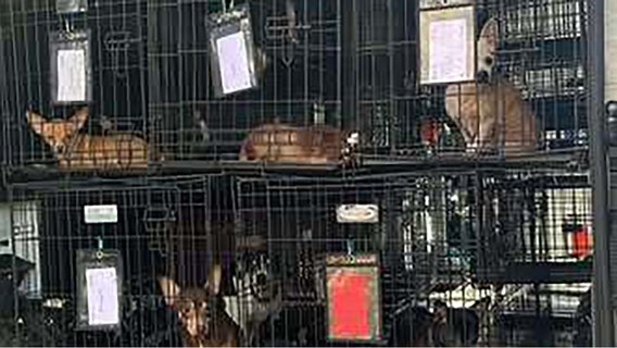 Georgia shelter rescues 23 animals from severe hoarding case