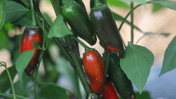 Feds bust Georgia meth ring that hid 3,200 kilos in jalapeño shipments