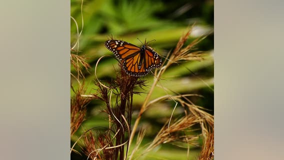 Why Monarchs are staying in the south, and how you can help