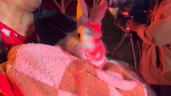 Coco the bunny hops to the rescue in Atlanta house fire