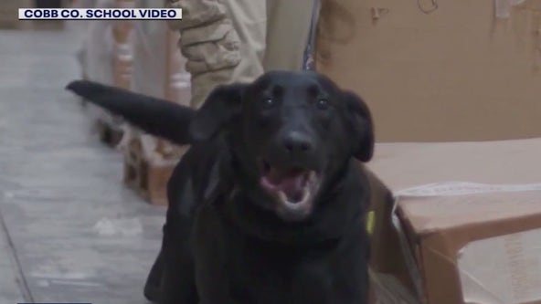 More K9s that can sniff out weapons are coming to Cobb County Schools 