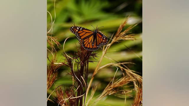 Why Monarchs are staying in the south, and how you can help