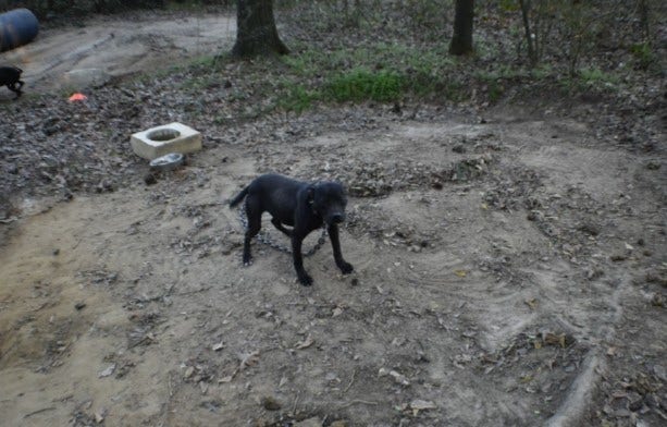 Georgia man convicted on 69 counts in dog fighting case