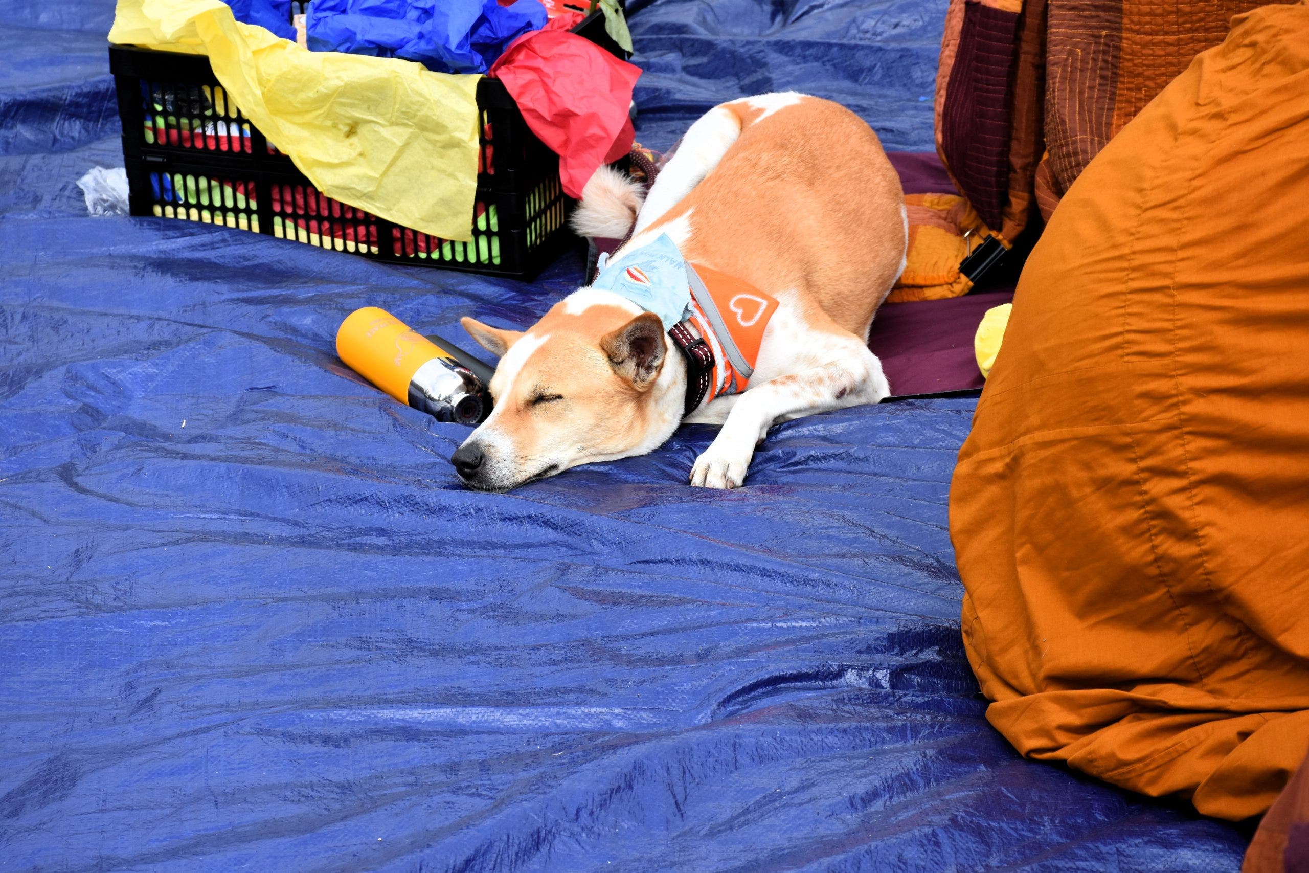 Meet Aloka, the peace dog winning hearts nationwide during Walk for Peace