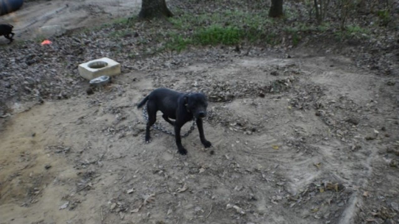 Georgia man convicted on 69 counts in dog fighting case