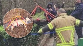 Newnan firefighters lift stranded deer after month long ordeal