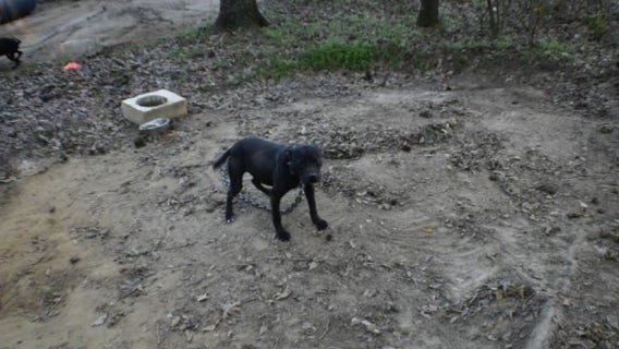 Georgia man convicted on 69 counts in dog fighting case