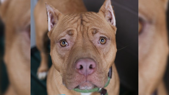 Nearly 1,000 metro Atlanta dogs need homes as shelters exceed capacity