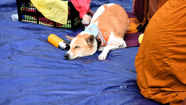 Meet Aloka, the peace dog winning hearts nationwide during Walk for Peace