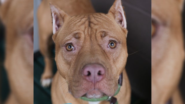 Nearly 1,000 metro Atlanta dogs need homes as shelters exceed capacity