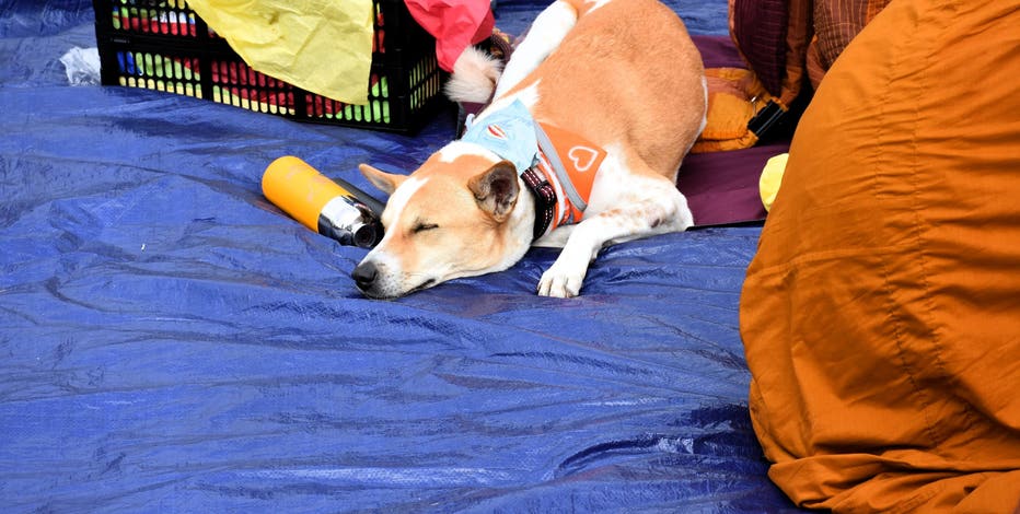 Meet Aloka, the peace dog winning hearts nationwide during Walk for Peace