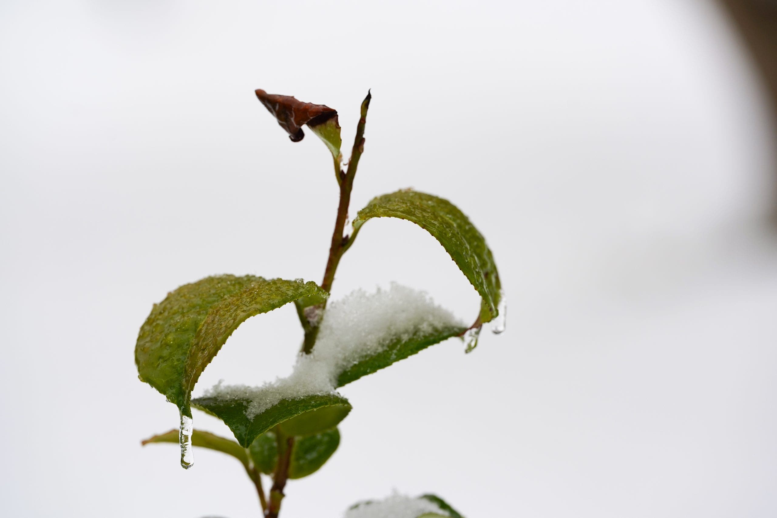 Ice storm final countdown: What you should do right now to prepare