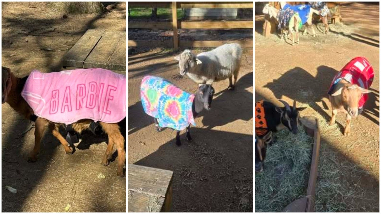 Goats in coats: Zoo Atlanta’s cutest cold-weather plan