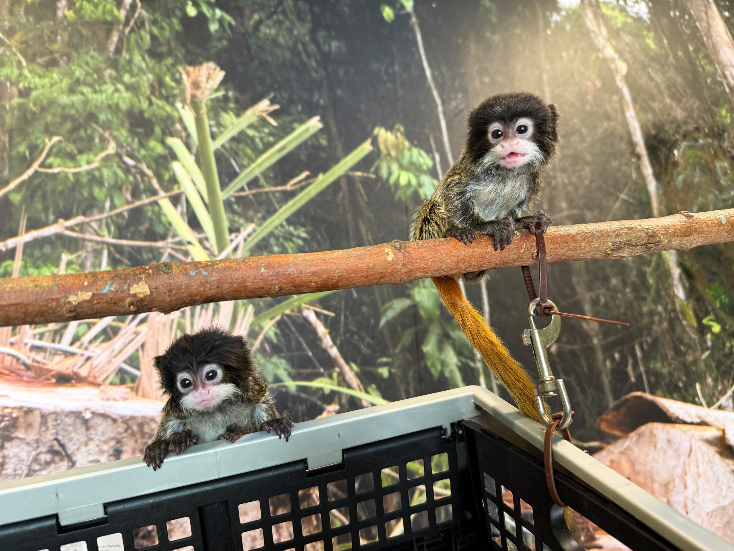 Help name Chattanooga Zoo’s adorable newborn 'mustached' monkeys