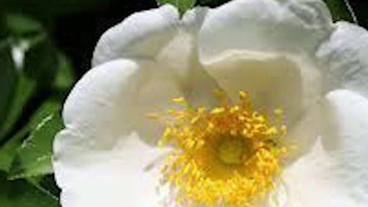 Bill would replace Cherokee rose with sweetbay magnolia in Georgia