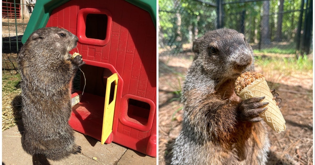 Two Georgia groundhogs set to make Groundhog Day predictions