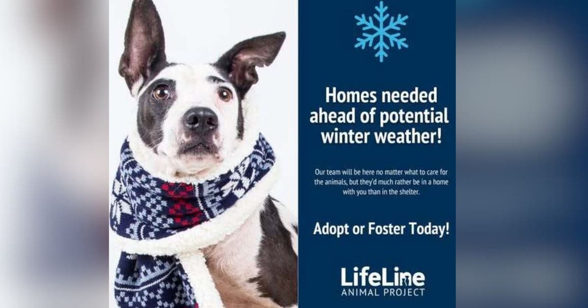 Winter storm prompts urgent call to foster Atlanta shelter dogs