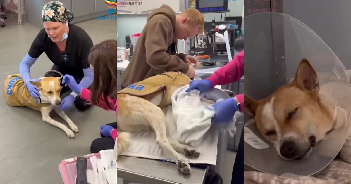 Aloka the 'Peace Dog' recovering from surgery, will rejoin monks' walk to D.C.