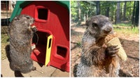 Two Georgia groundhogs set to make Groundhog Day predictions