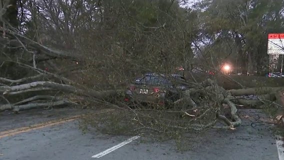 Large fallen tree blocking Ponce de Leon near elementary school