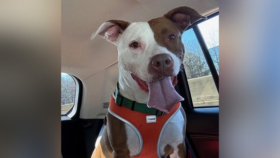 Last dog rescued after BioLab fire adopted from PAWS Atlanta