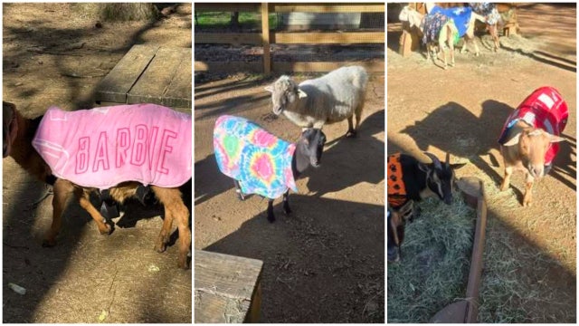 Goats in coats: Zoo Atlanta’s cutest cold-weather plan