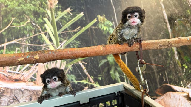 Help name Chattanooga Zoo’s adorable newborn 'mustached' monkeys