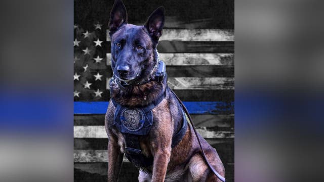 DeKalb K9 officer Drago with more than 100 arrests has died