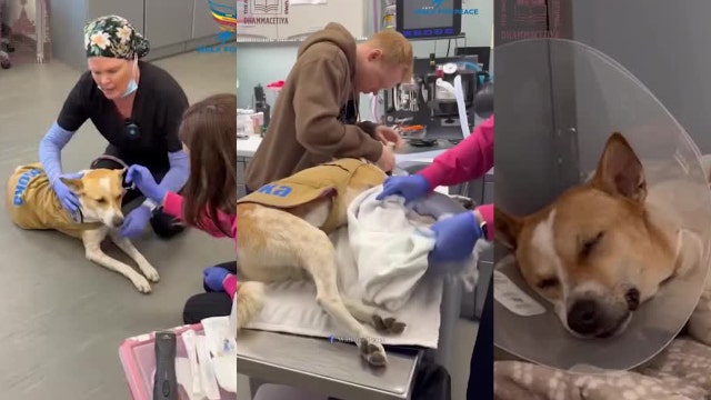 Aloka the 'Peace Dog' recovering from surgery, will rejoin monks' walk to D.C.