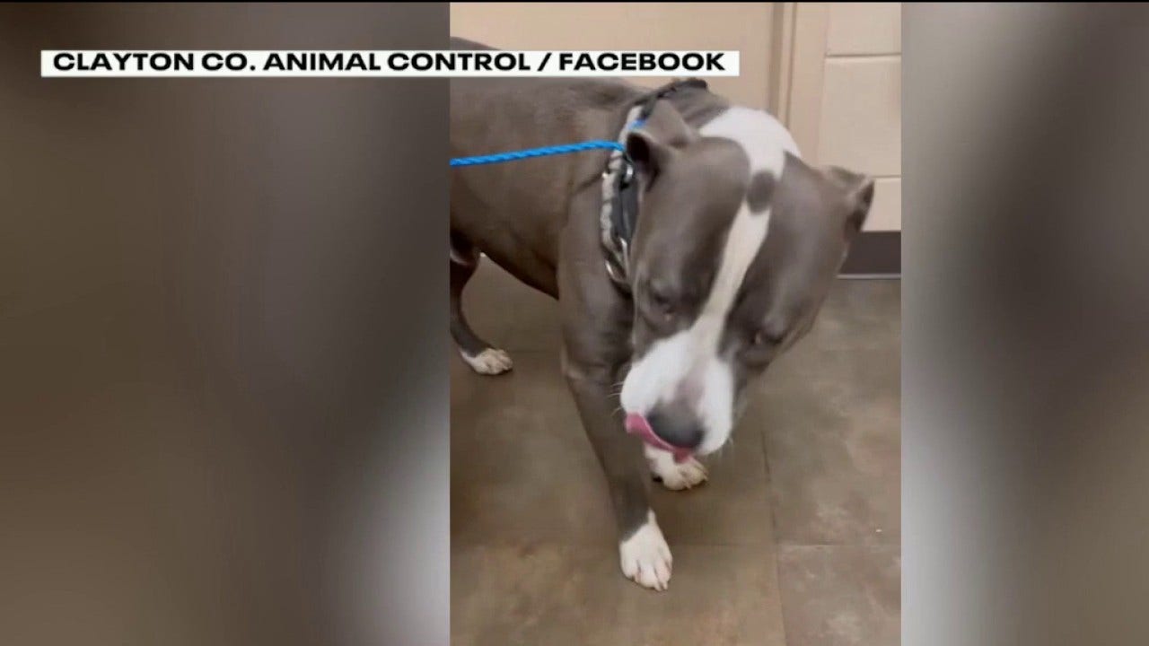 Clayton County staff injured in pit bull attack