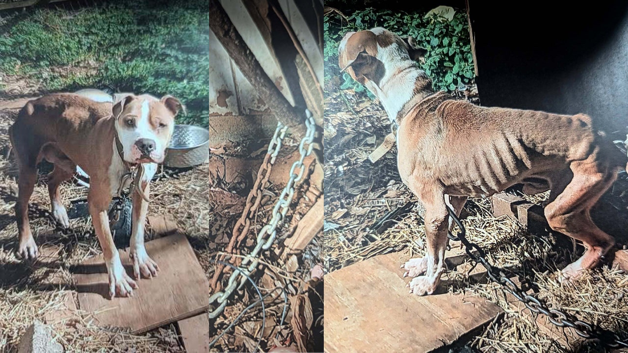 Skelly and Shelly: Emaciated dogs rescued from ‘harrowing’ neglect in Butts County