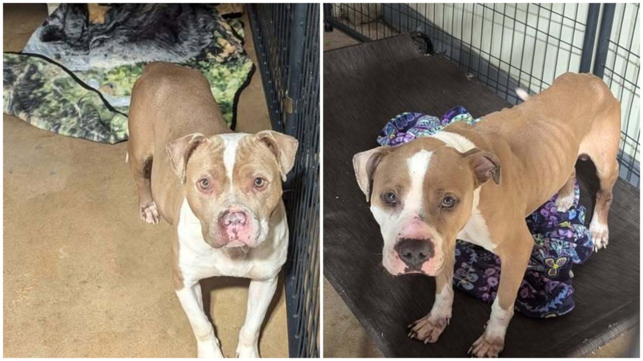 Help rename 2 dogs rescued from 'inhumane' conditions in Butts County