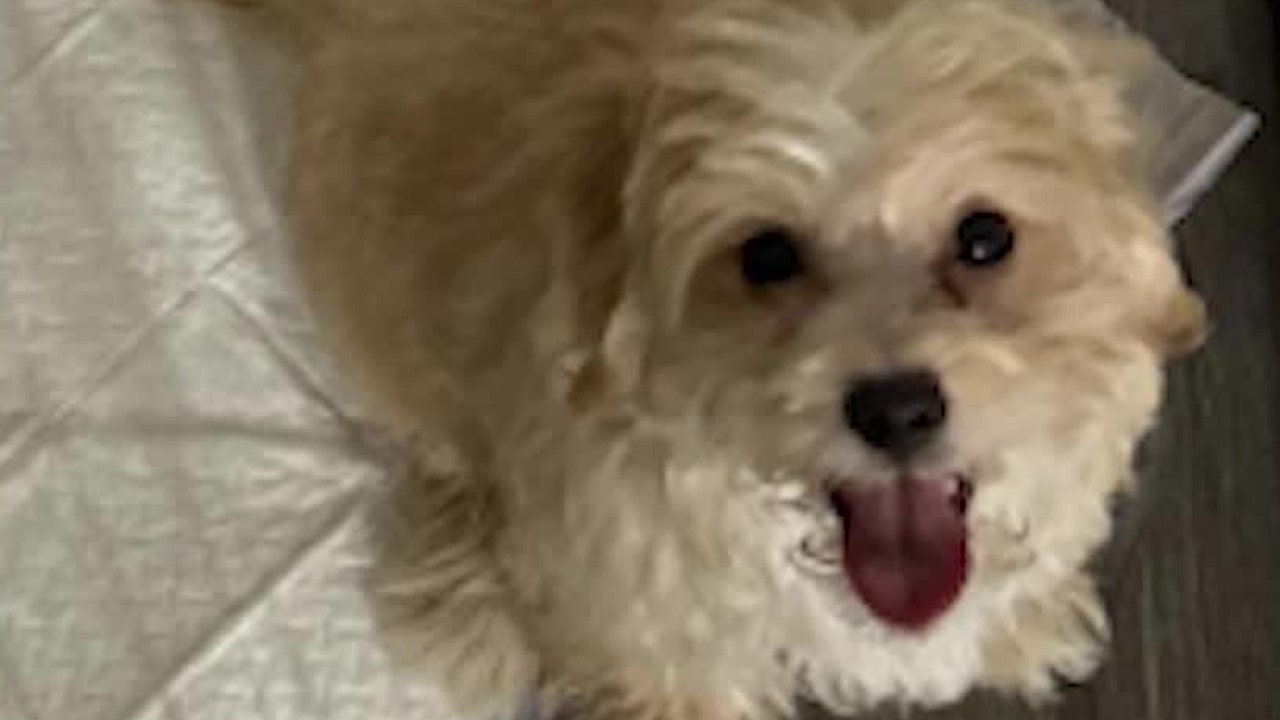 PETA honors Brookhaven police after arrest of rapper Aspen Easterling for dog abuse