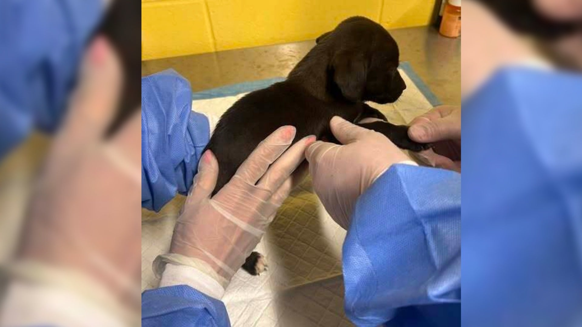 Parvo outbreak pauses animal intakes at Habersham County Animal Shelter