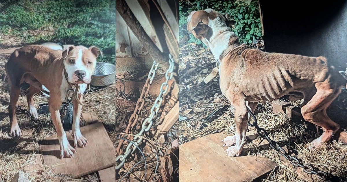 Skelly and Shelly: Emaciated dogs rescued from ‘harrowing’ neglect in ...
