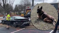 K-9 Robbi struck by vehicle while apprehending Newnan bank robbery suspect