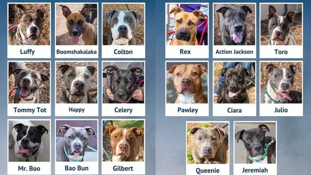 Urgent warning about overcrowding at DeKalb County animal shelter