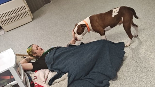 Atlanta animal shelter holds 'slumber party' during winter storm