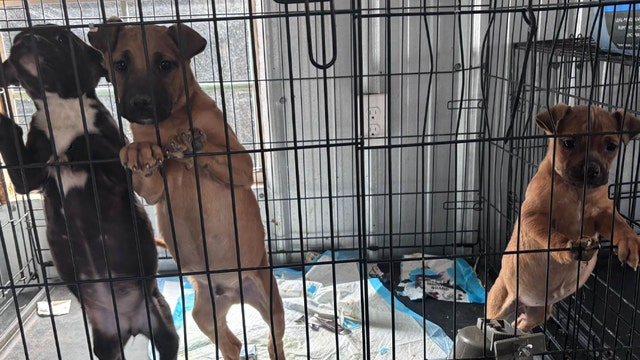 70 dogs face Friday euthanasia deadline at overcrowded North Georgia shelter