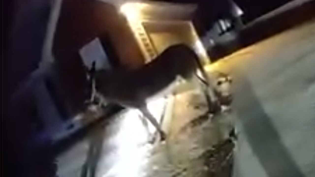 Watch: Gwinnett police ‘arrest’ Hank the runaway donkey: ‘Don't be a stubborn ass’