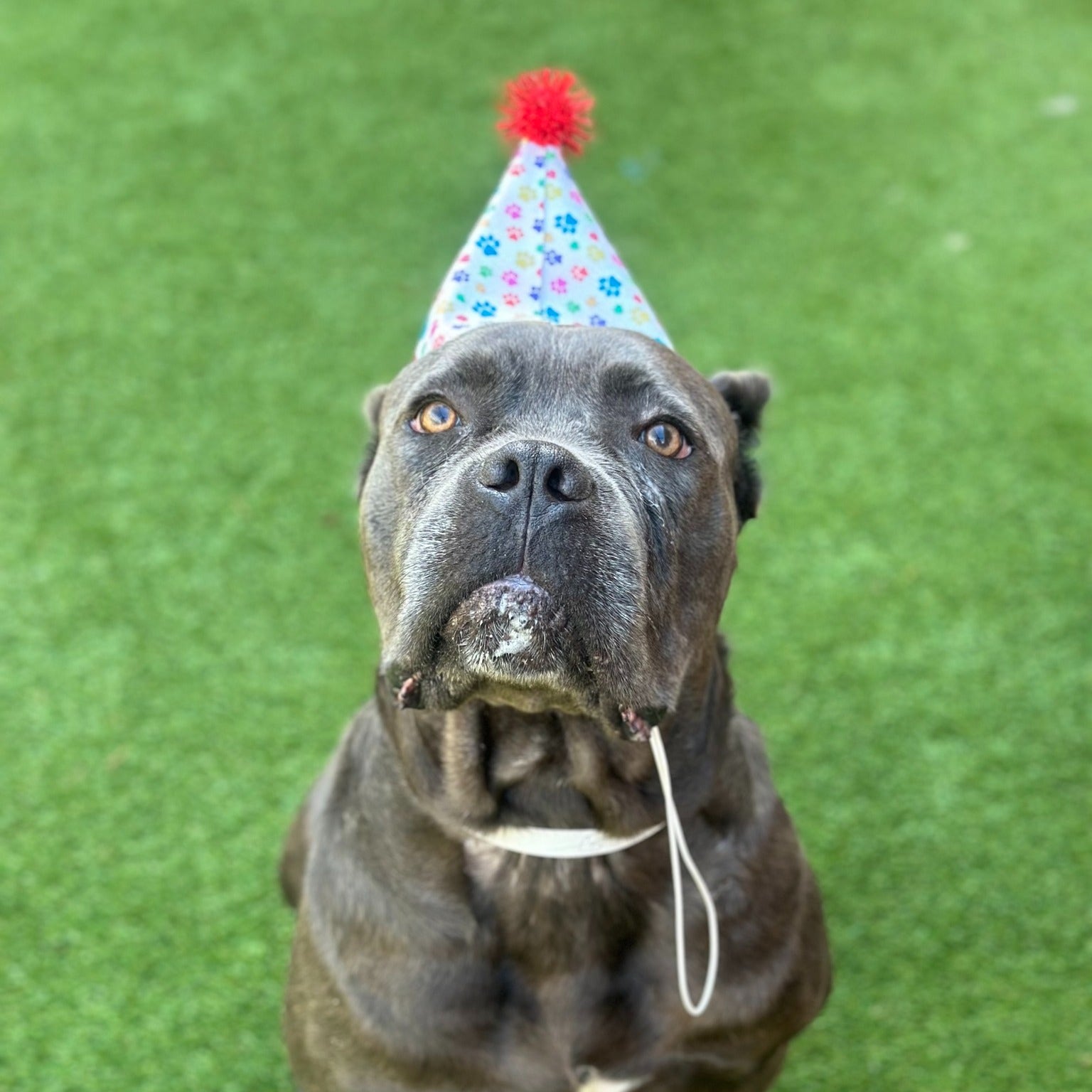 Georgia military member looking for temporary animal foster