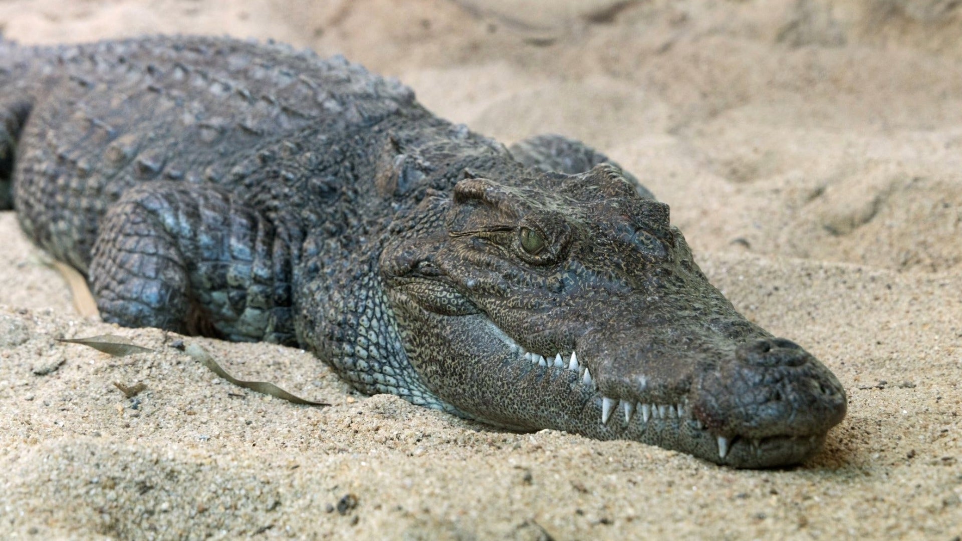 Meet Seng: Zoo Atlanta's newest endangered resident
