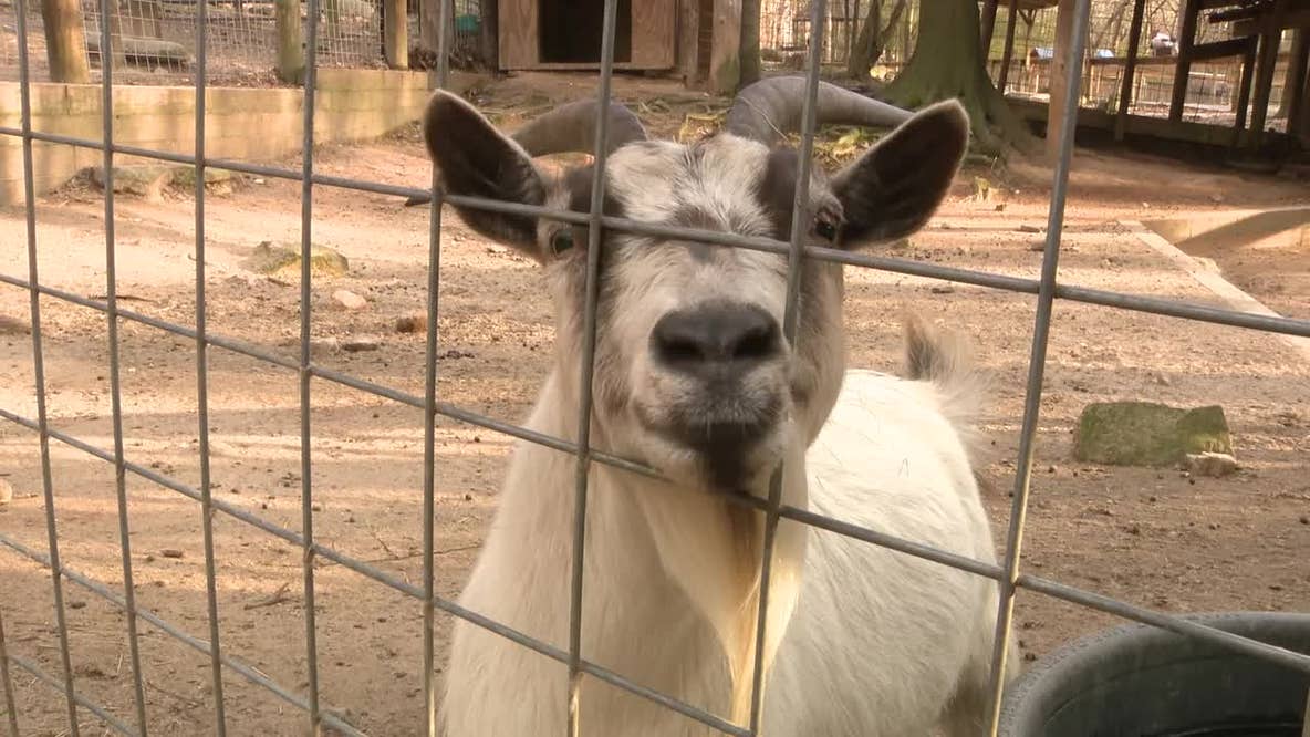 Yellow River Wildlife Sanctuary warns nearby 280-home project risks animal safety